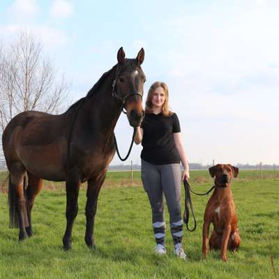 Hundetreffen-Spielrunde für Große