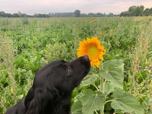 Die Dogorama Monats Challenge "Es grünt und blüht"-Beitrag-Bild