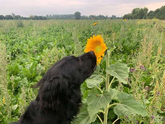Dein Hund im Dogorama-Kalender 2021-Beitrag-Bild