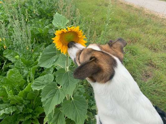 Dein Hund im Dogorama-Kalender 2021-Beitrag-Bild
