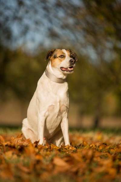 Mischlinge - die beste Rasse die es gibt-Beitrag-Bild