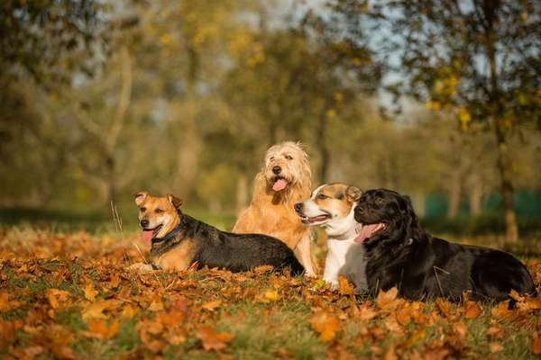 Dein Hund im Dogorama-Kalender 2021-Beitrag-Bild