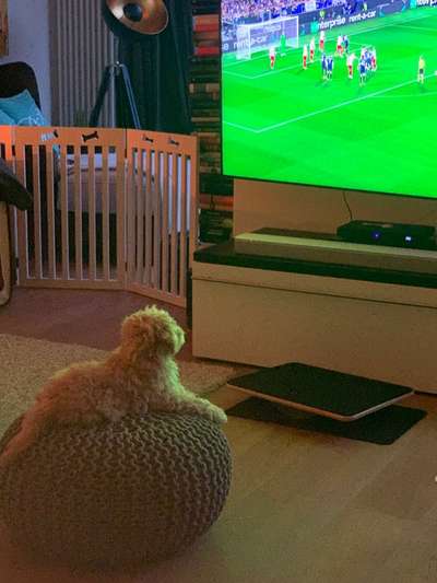 Dogorama Photo Challenge - Wir schauen fern (TV)-Beitrag-Bild