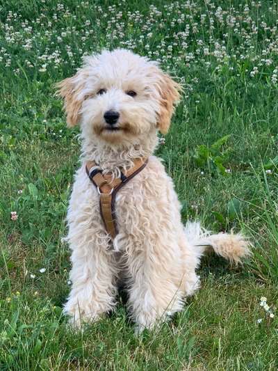 Alles rund um den Pudel-Beitrag-Bild