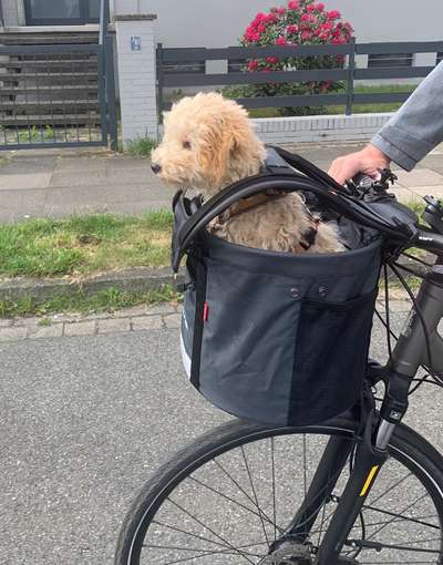 Dogorama Photo Challenge - schönster Gassiausblick-Beitrag-Bild