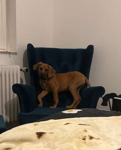 Hundetreffen-Ako sucht einen Hundesitter-Bild