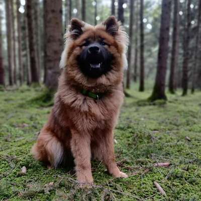 Hundetreffen-Spaziergang/ Spielrunde-Profilbild