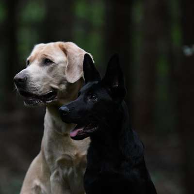 Hundetreffen-Begegnungstraining