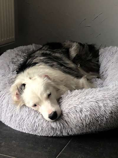 Gibt's hier noch mehr Border Collies???-Beitrag-Bild