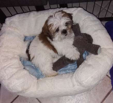 Welpen Bilder !-Beitrag-Bild