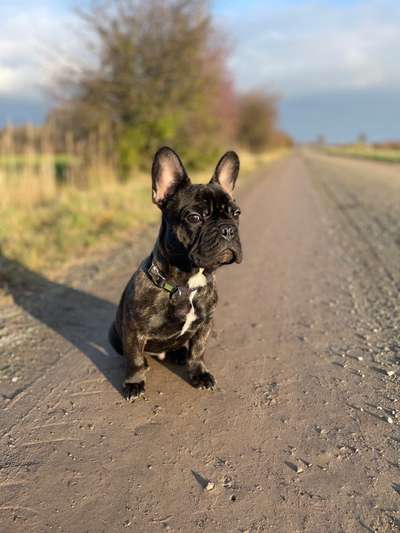 Französische Bulldoggen-Beitrag-Bild