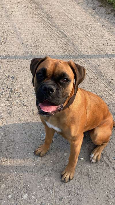 Deutsche Boxer-Beitrag-Bild