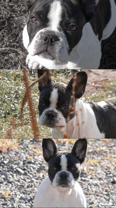 Französische Bulldoggen-Beitrag-Bild