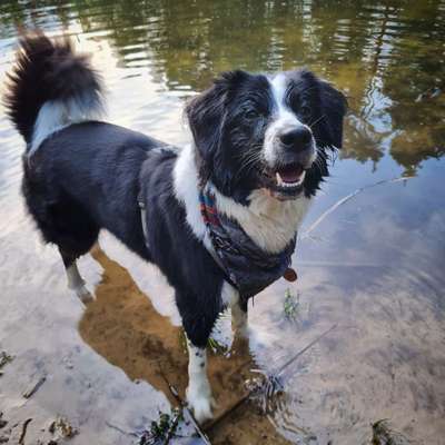 Dogorama-Monats-Challenge-Mai "Wasser"-Beitrag-Bild