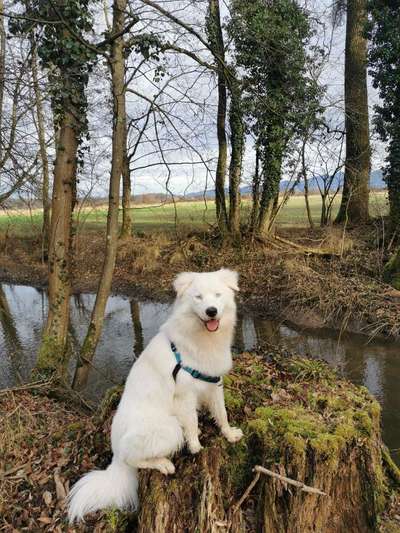 Husky-Beitrag-Bild