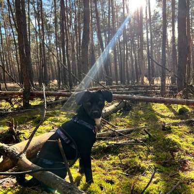 Hundetreffen-Gemeinsame Gassirunde, Hundefreunde gesucht!-Bild