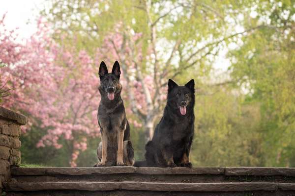 Alles rund um den Schäferhund, diskutieren erwünscht.-Beitrag-Bild