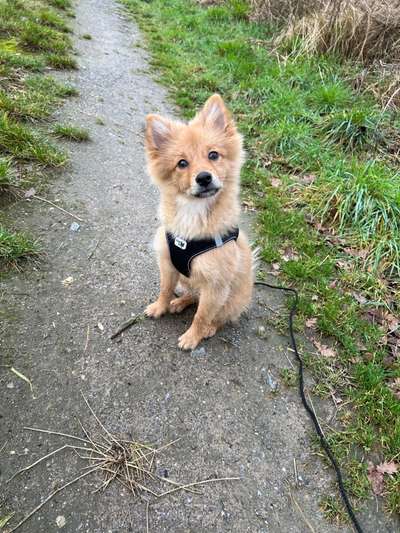 Spitz--Zwergspitz--kleinspitz---mittelspitz----Großspitz--Wolfsspitz-Beitrag-Bild