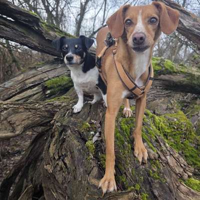 Hundetreffen-Dog Walk