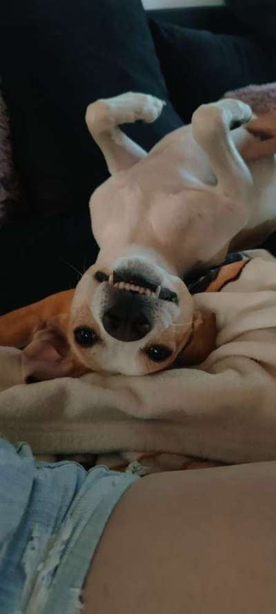 Zeige den lustigsten Blick deines Hundes-Beitrag-Bild