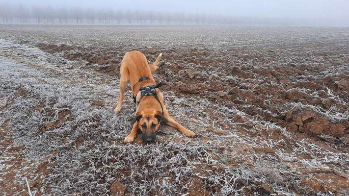 Dogorama Photo Challenge - Winterstimmung-Beitrag-Bild