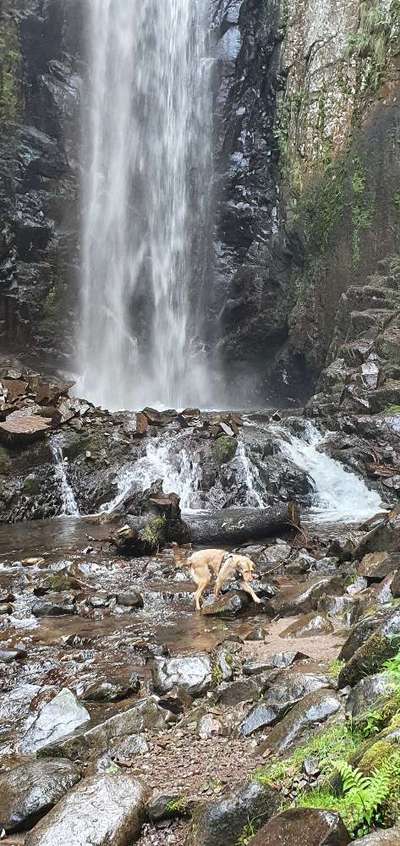 Dogorama Photo Challenge - Wasserfall-Beitrag-Bild