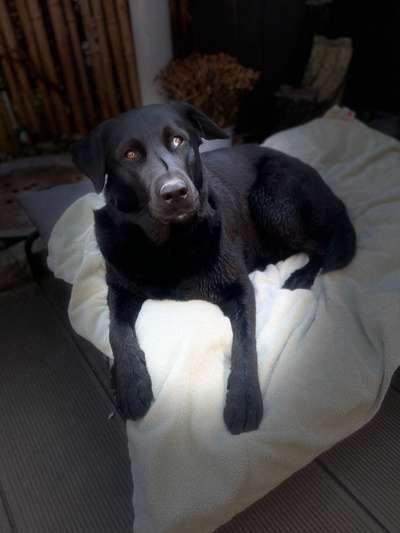 Hundetreffen-Zusammen Gassi gehen oder bisschen toben 🐶-Bild