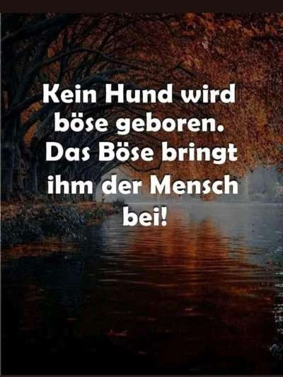 American Bully – Neue Einstufung als gefährlicher Hund in Braunschweig-Beitrag-Bild