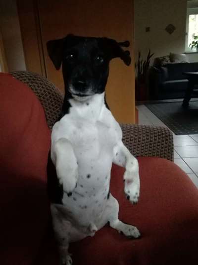 Dogorama Photo Challenge - Tricks, Tricks & Tricks!-Beitrag-Bild