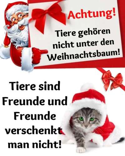 🐶: „Ich bin kein Weihnachtsgeschenk!“ Hunde als Überraschung unter dem Weihnachtsbaum?! 🎄-Beitrag-Bild