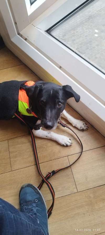 Gehören Hunde ins Restaurant?-Beitrag-Bild