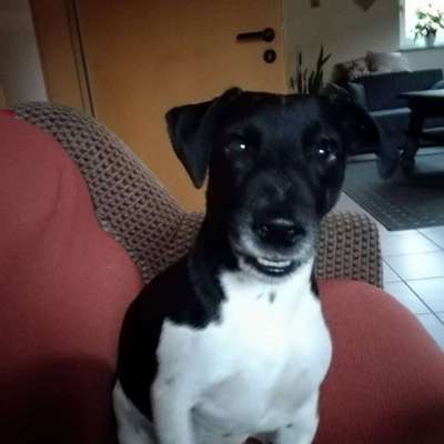 Wo sind die Jack und Parson Russell Terrier?-Beitrag-Bild