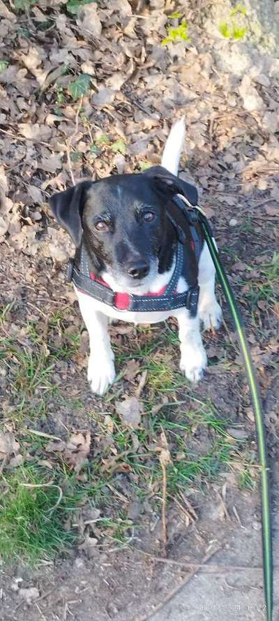 Jack Russel-Beitrag-Bild