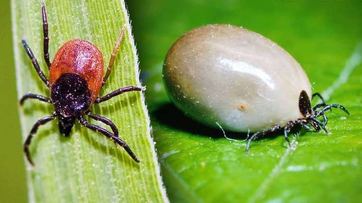 Wer kennt dieses Tier?-Beitrag-Bild