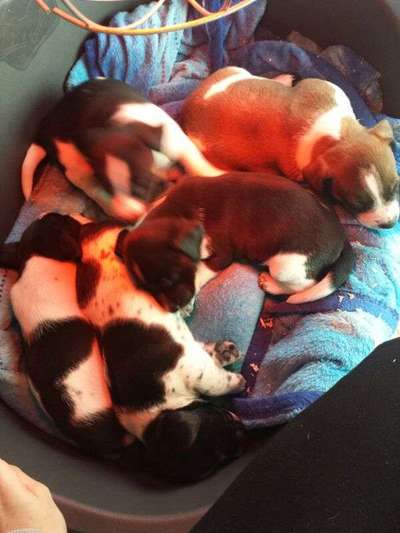 Wie kamst du zu deinem Hund?-Beitrag-Bild