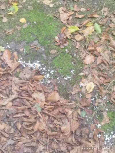 Giftköder-Weiße Substanz im Tiergarten-Bild