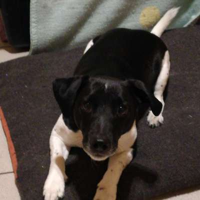 Hunderunde-Beitrag-Bild