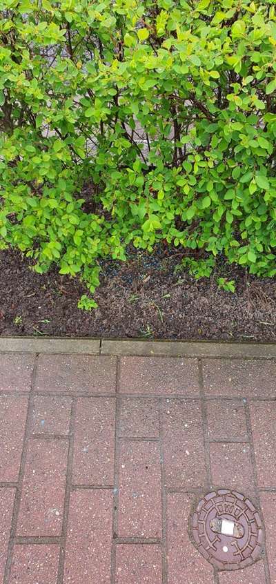 Giftköder-ACHTUNG Schneckenkorn/Blaustreu-Bild