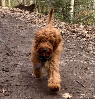 Labradorfans-Beitrag-Bild