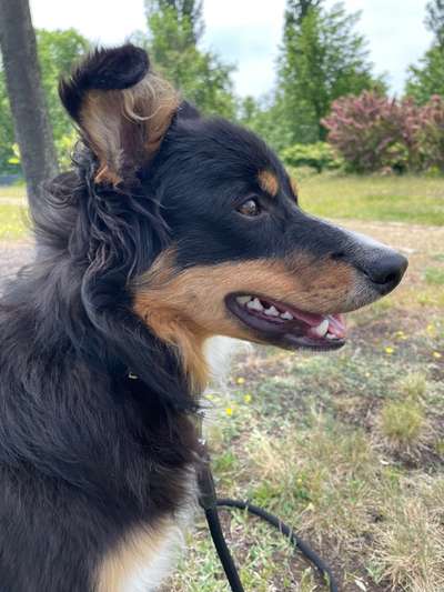 Reinrassige Hunde?-Beitrag-Bild