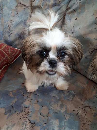 Foto's und Hundemodels-Beitrag-Bild