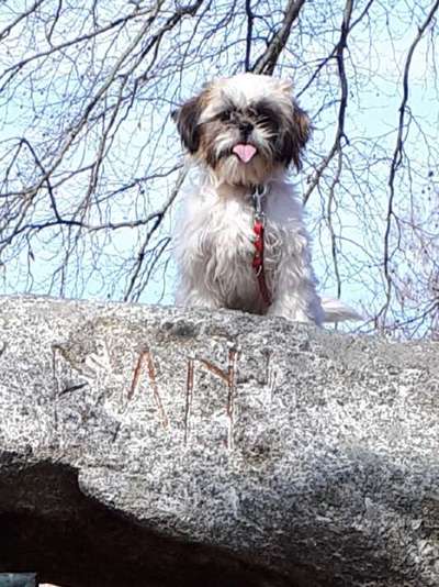 Sih Tschu-Beitrag-Bild