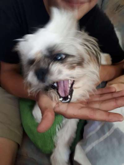 Zeige das lustigste Bild eures Hundis-Beitrag-Bild