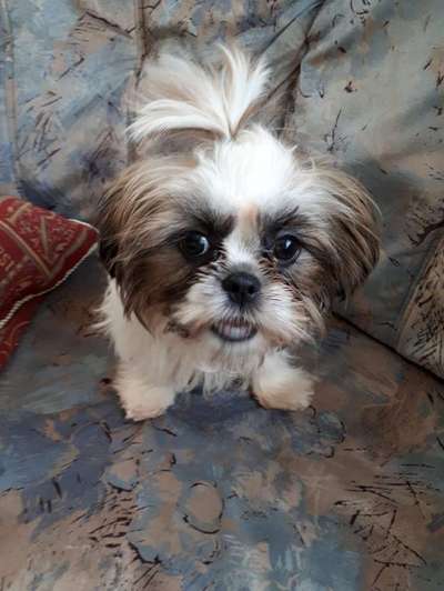 Hunde sind die beste Medizin-Beitrag-Bild