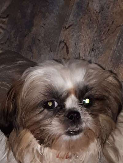 Welpen Bilder !-Beitrag-Bild