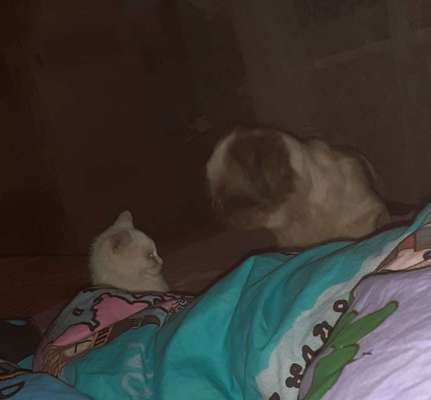 Hund und Katz Momente-Beitrag-Bild