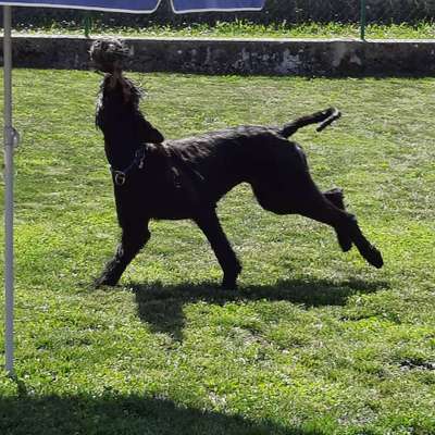 Die Dogorama Monats Challenge "Es grünt und blüht"-Beitrag-Bild