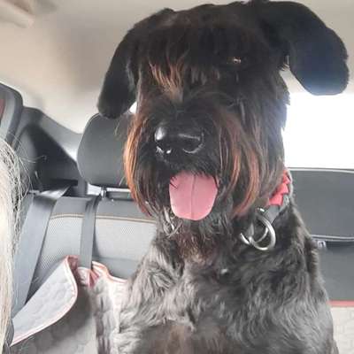 Wo sind die Riesenschnauzer?-Beitrag-Bild