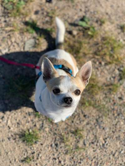 Hundetreffen-Social Treffen kleine Hunde-Bild