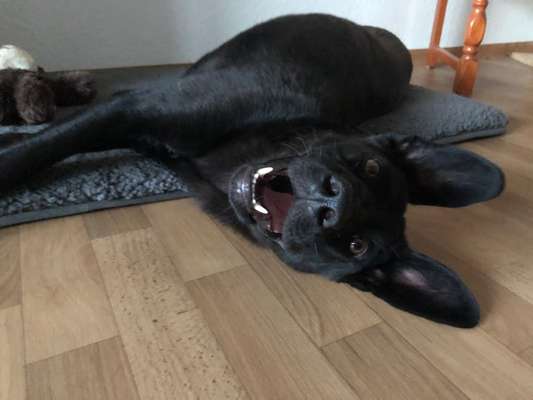 Lachen😀 eure Hunde auch so gerne😂-Beitrag-Bild